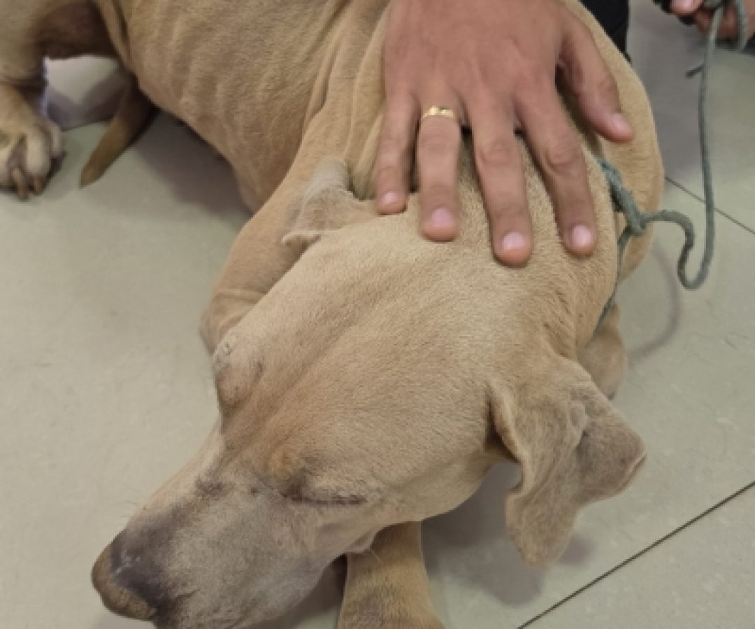 DRCA resgata cão de maus-tratos no Gama