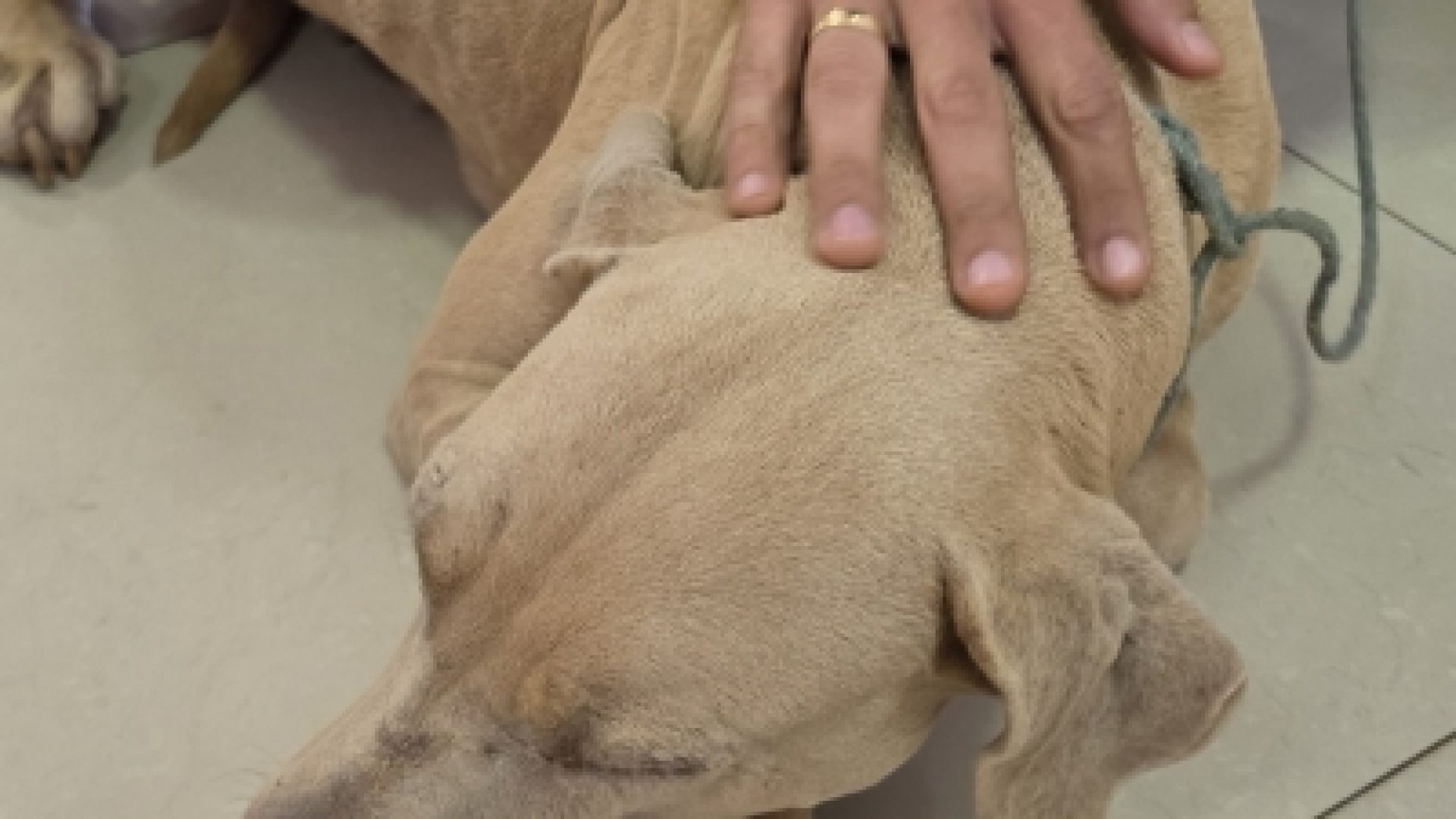 DRCA resgata cão de maus-tratos no Gama