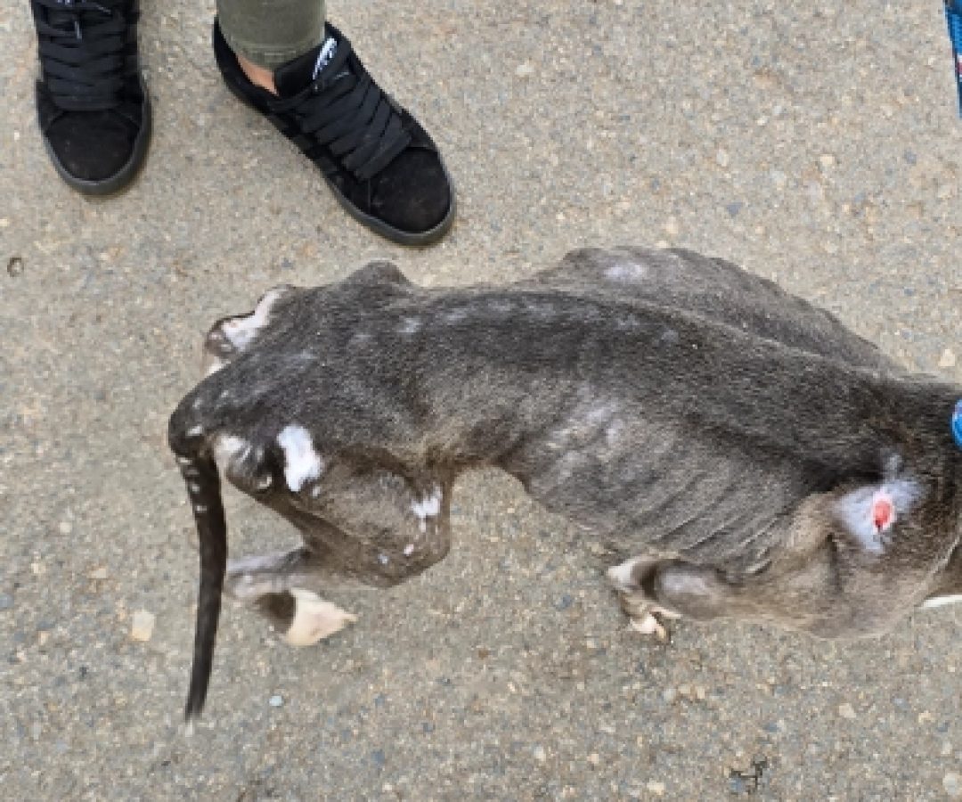 PCDF resgata cadela em estado de extrema caquexia e outro cão subnutrido no Recanto das Emas