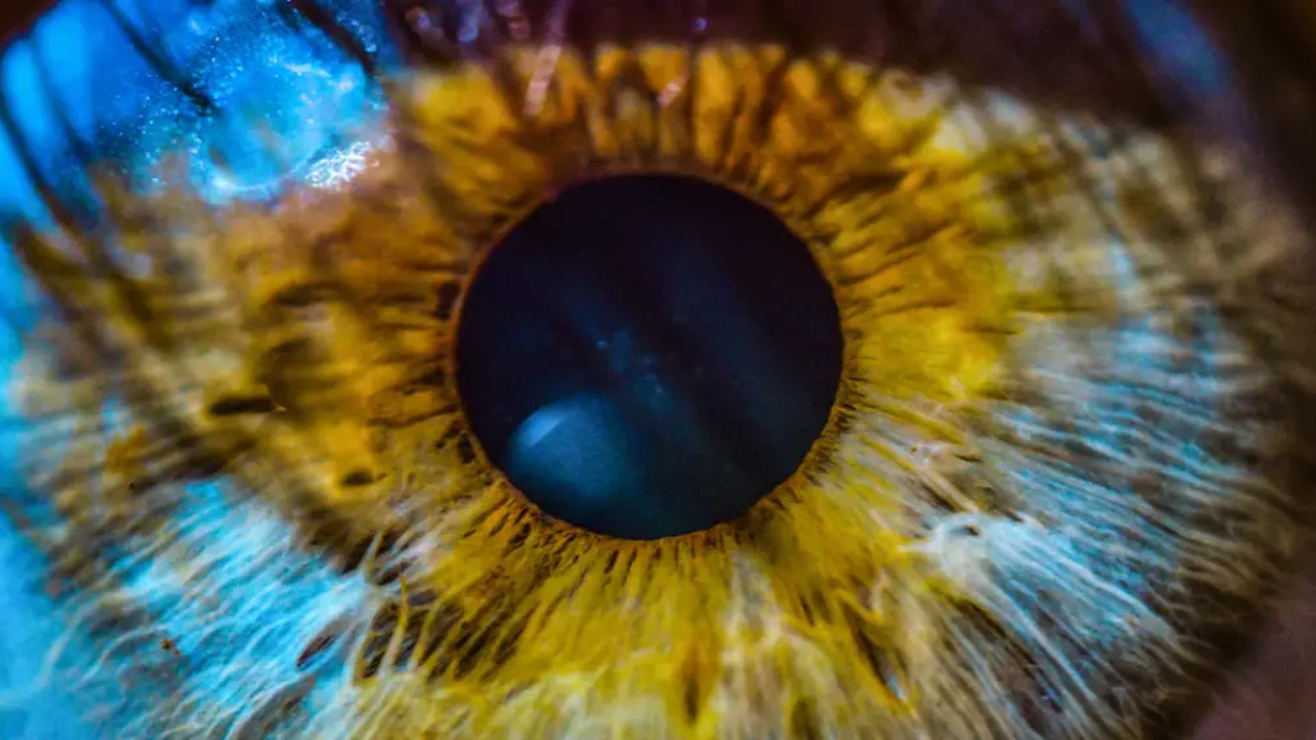 &nbsp;(Norman Zeb/Getty Images)