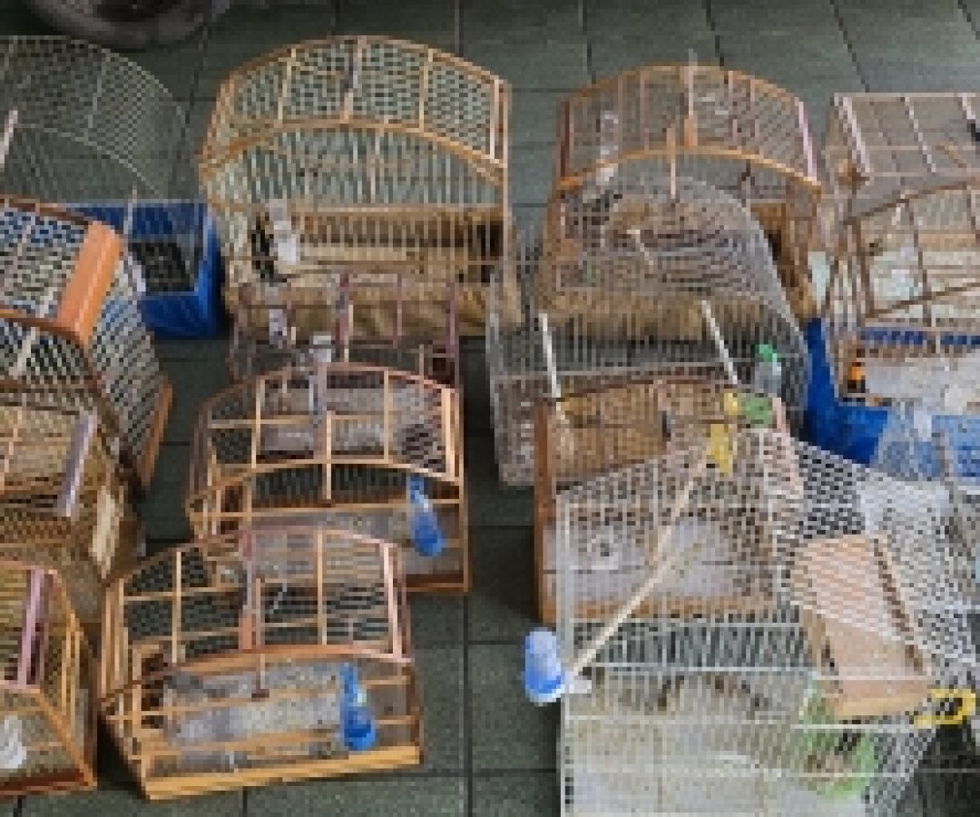 PCDF desmantela cativeiro clandestino de aves silvetres
