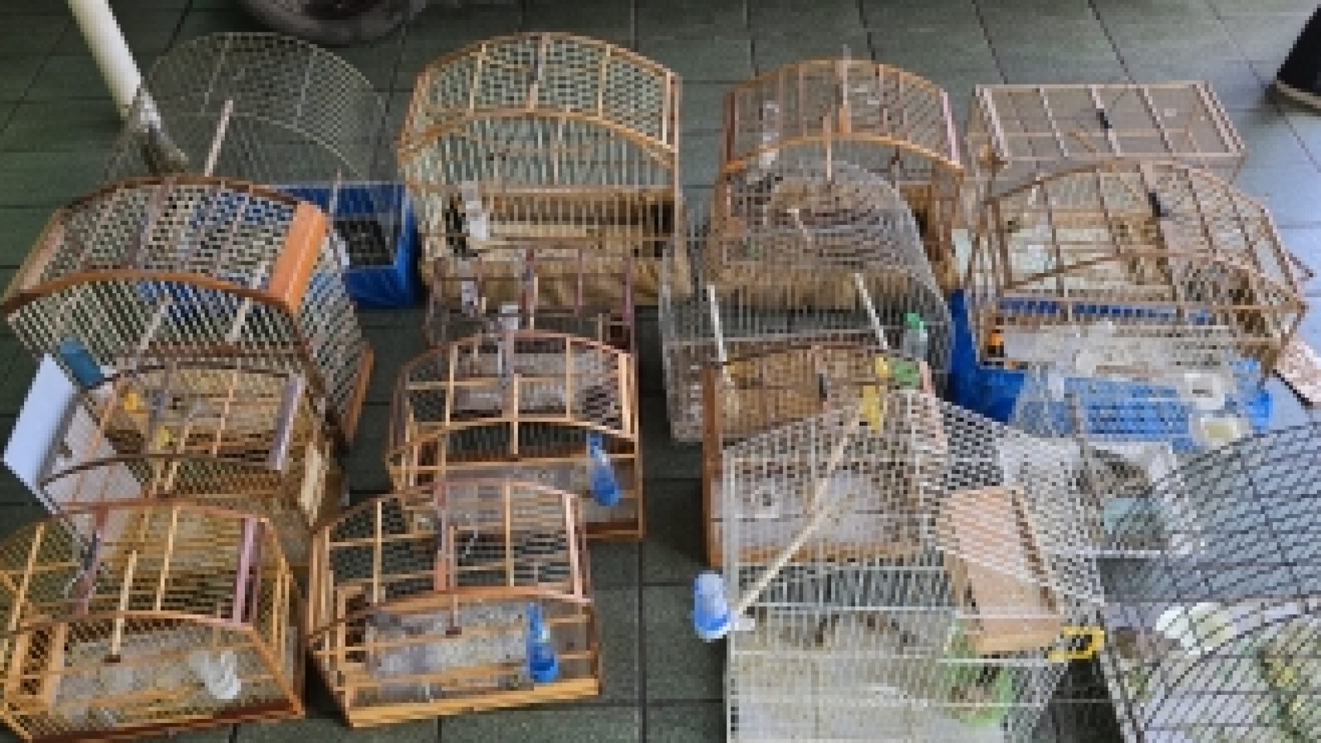 PCDF desmantela cativeiro clandestino de aves silvetres