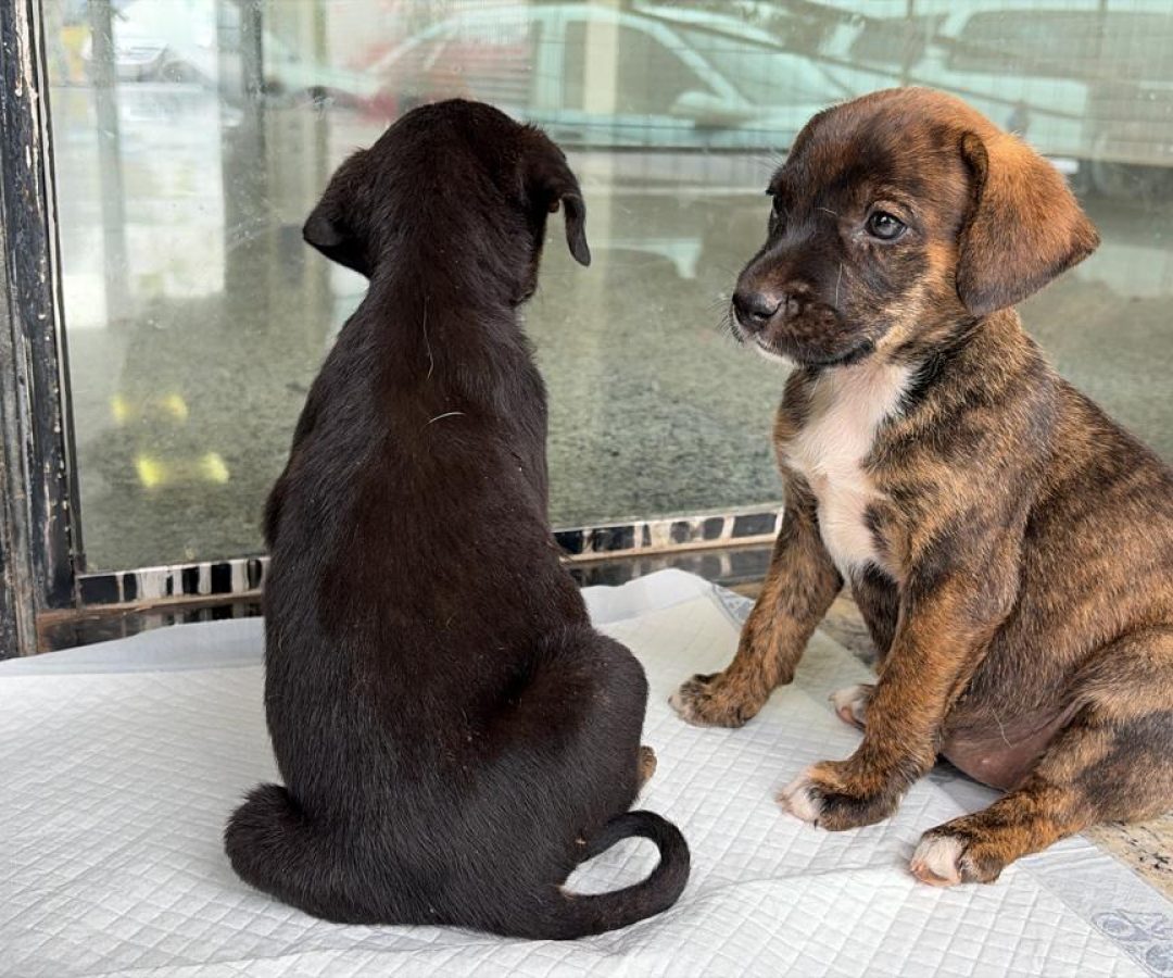 Cerca de 20 animais estão disponíveis para adoção