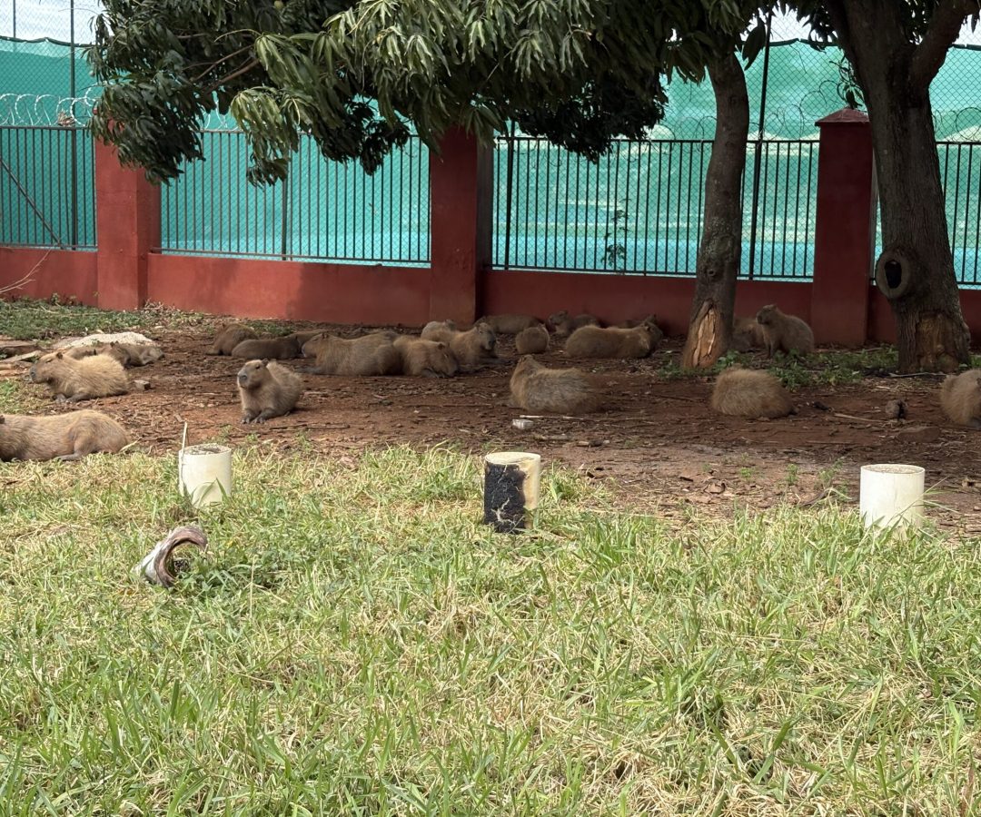 Estudo analisa capivaras do DF para prevenir transmissão de doenças