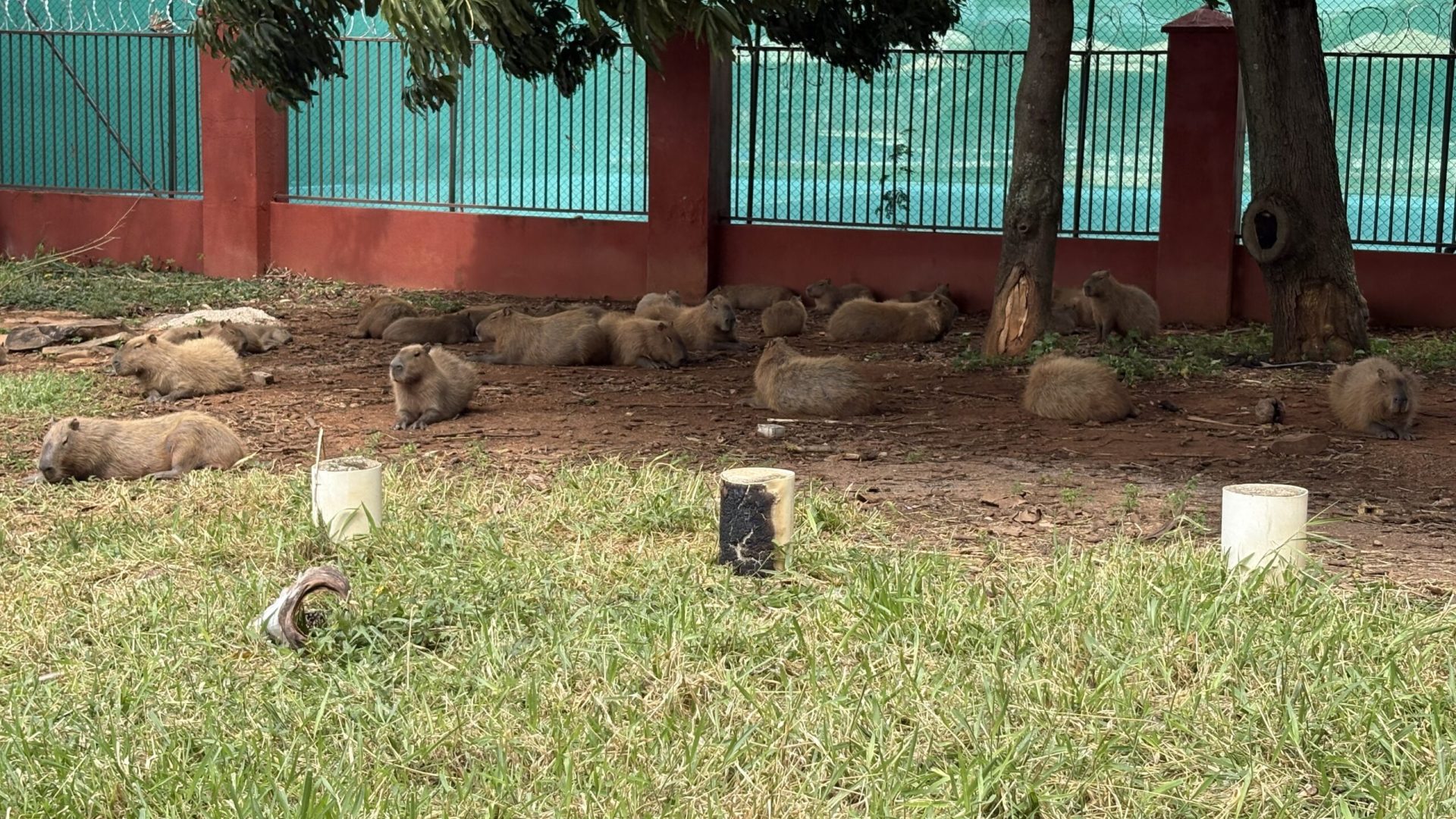 Estudo analisa capivaras do DF para prevenir transmissão de doenças