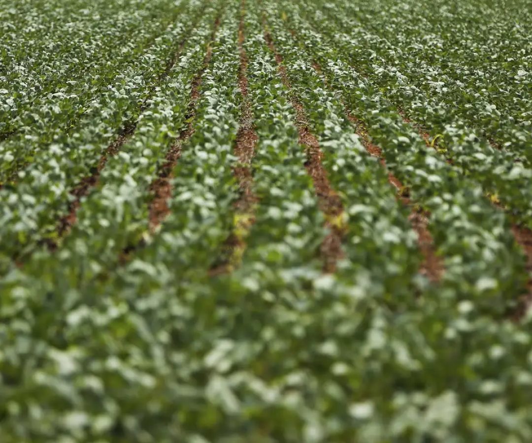 Entenda impasse entre bancada do agro e governo sobre dívidas rurais