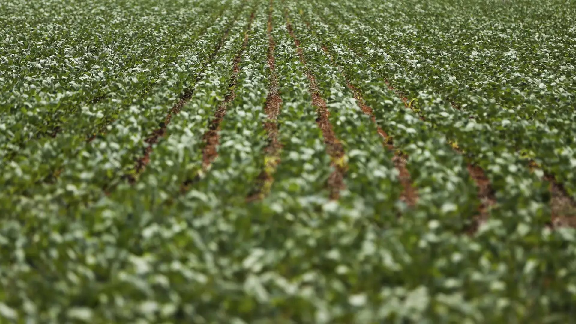 Entenda impasse entre bancada do agro e governo sobre dívidas rurais