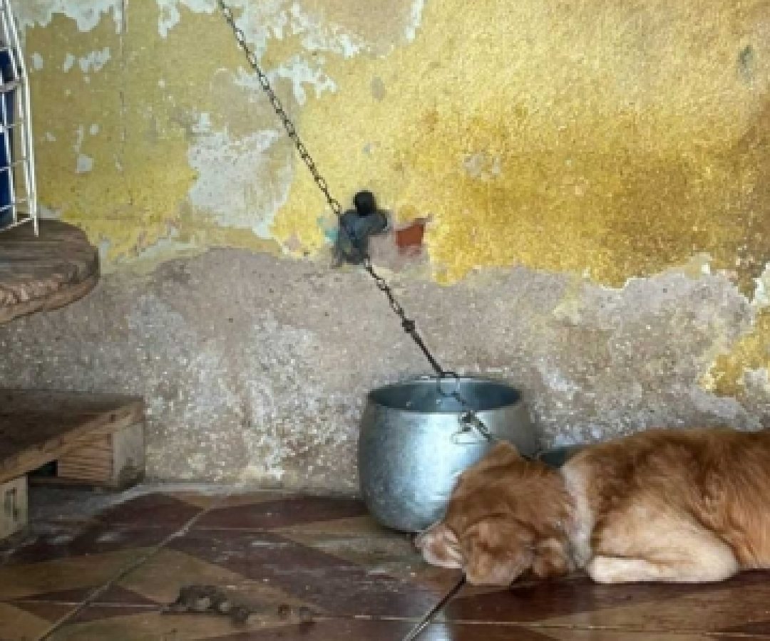 DRCA prende homem que mantinha cachorro constantemente preso