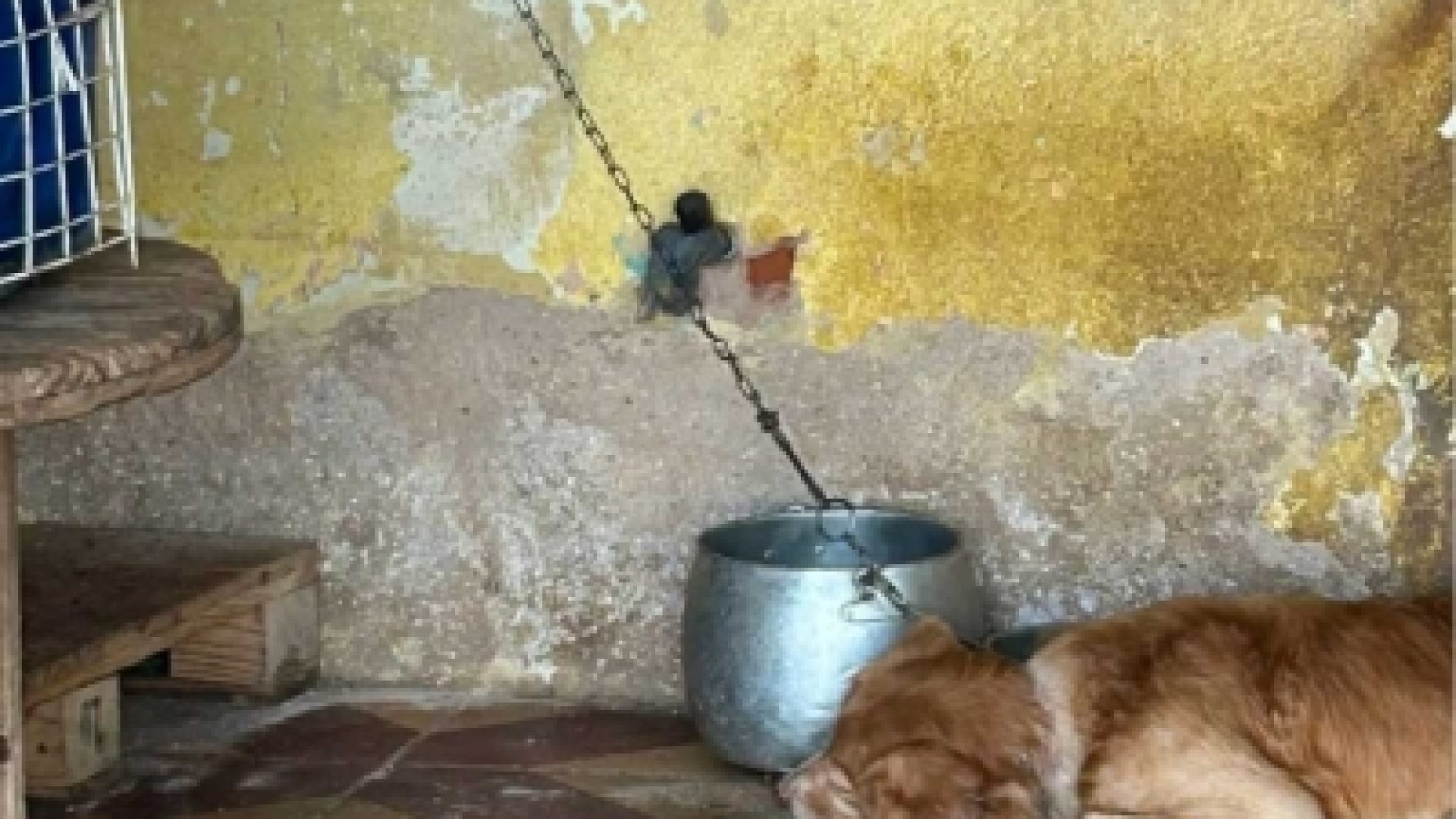 DRCA prende homem que mantinha cachorro constantemente preso
