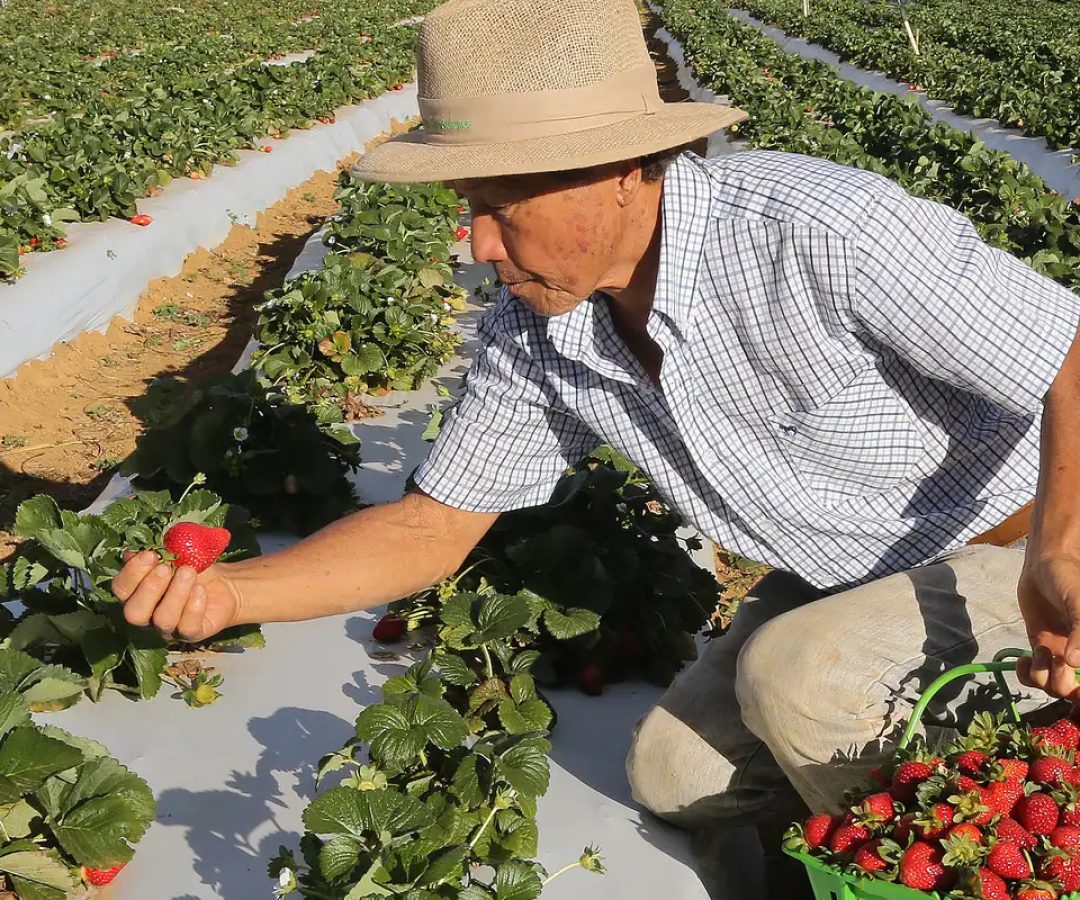 Agricultores com perda de produção começam a receber o Garantia-Safra