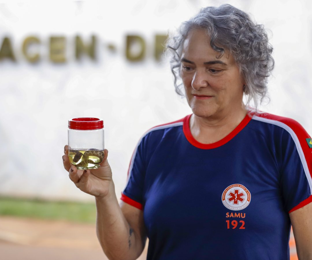 DF registra 5.549 acidentes com animais peçonhentos em 2025, alta de 24%