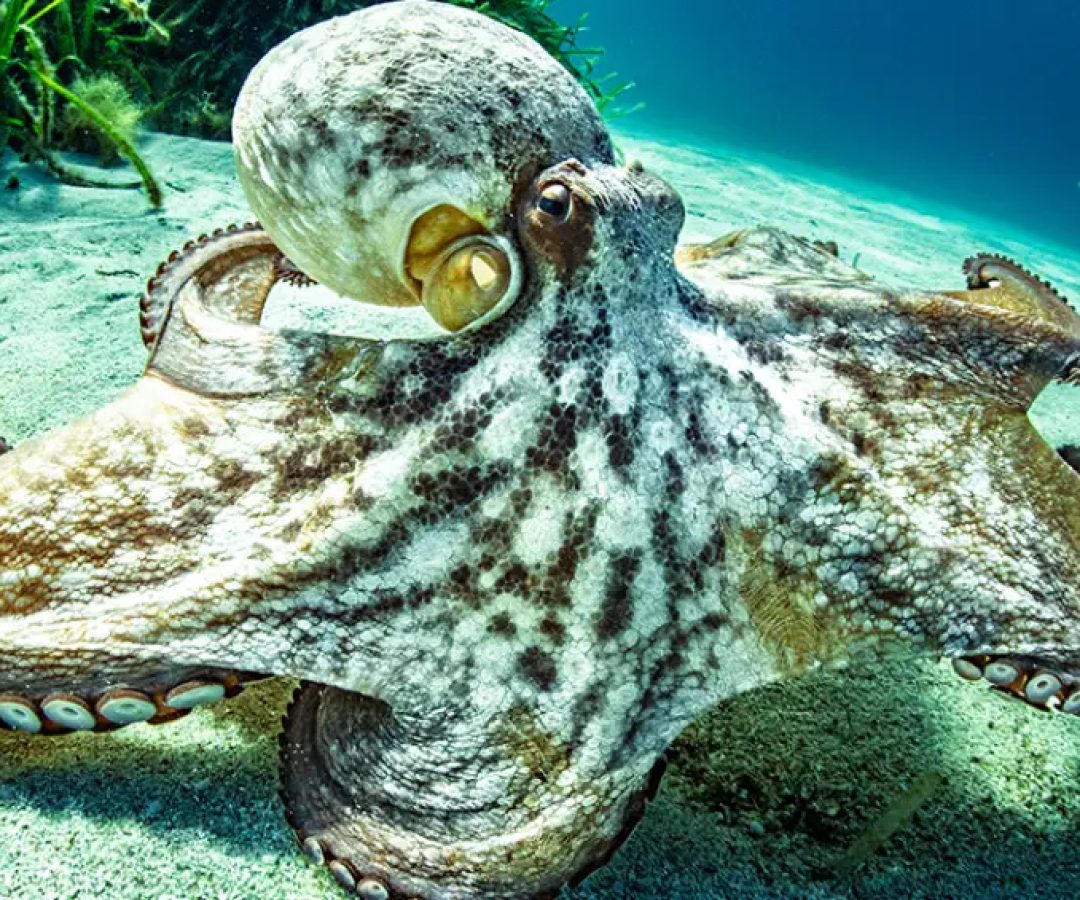 &nbsp;(Eric VOLTO/Getty Images)