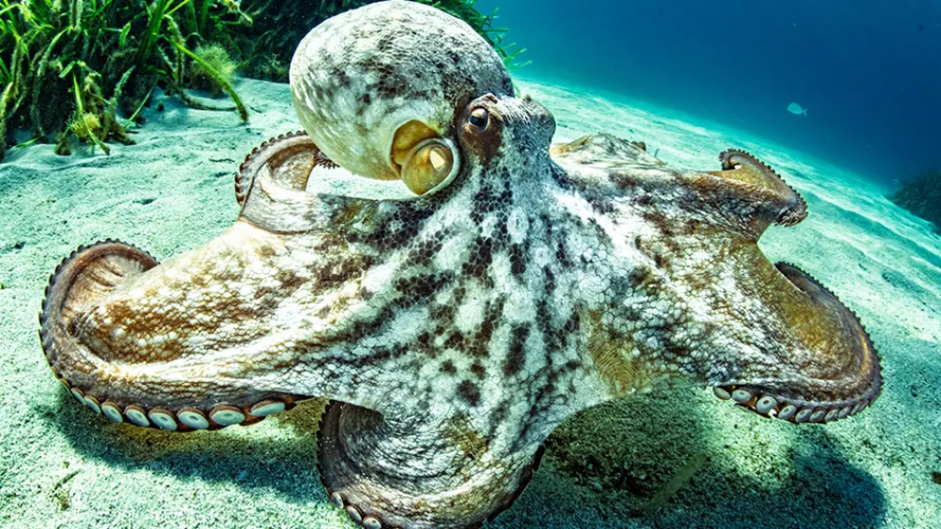 &nbsp;(Eric VOLTO/Getty Images)