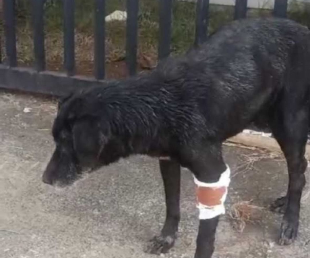 DRCA localiza e indicia homem que teria usado pitbull para atacar cães comunitários e destruir abrigos