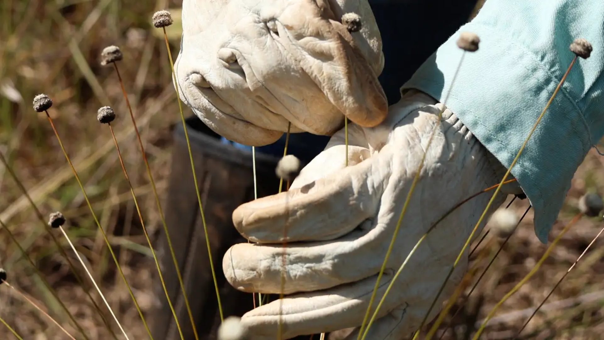 Pesquisadores encontram plantas consideradas extintas há 30 anos