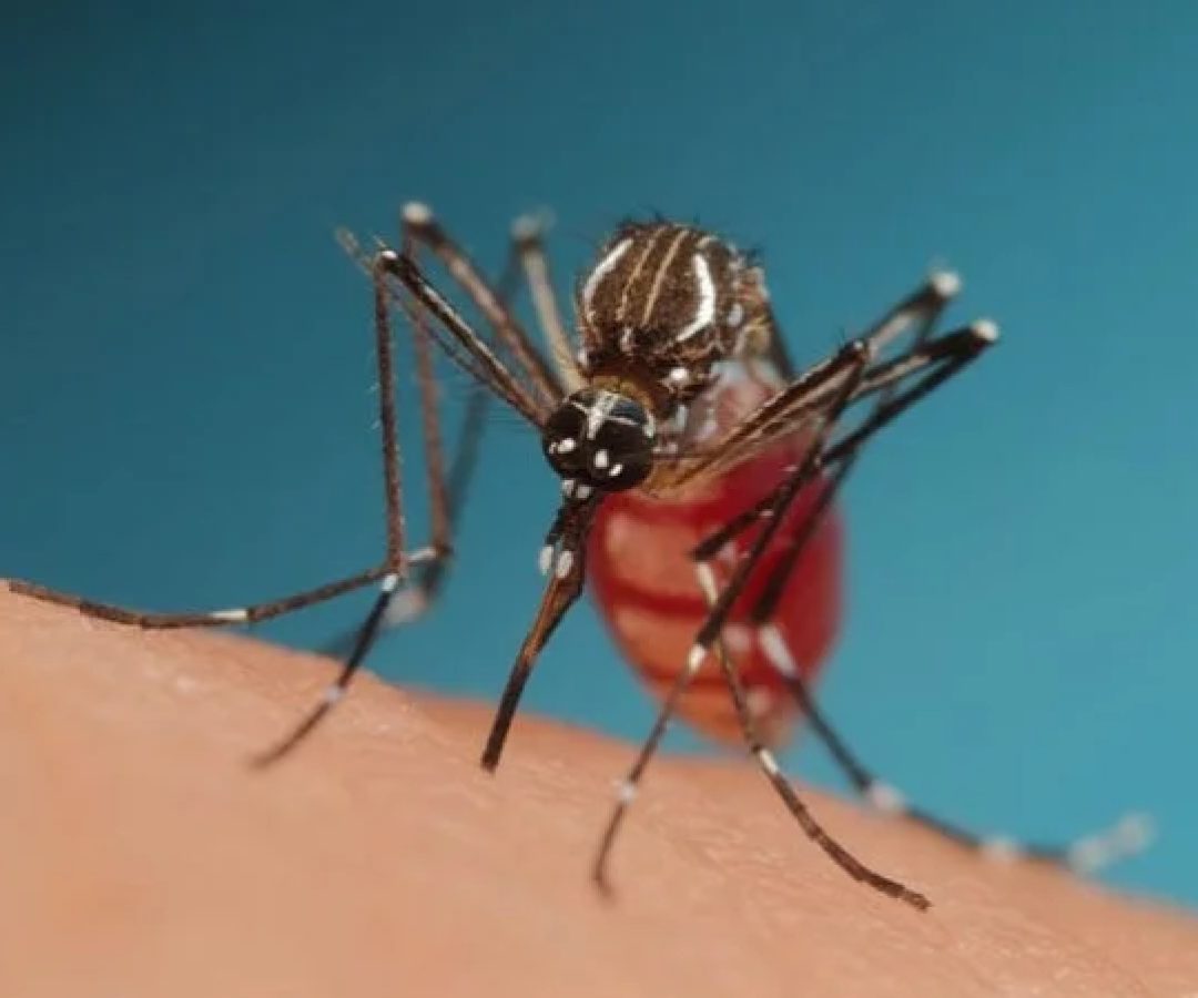 Dengue: território paulista encerrou 2025 com 881.280 diagnósticos confirmados e 1.122 mortes reconhecidas -  (crédito: Nicolas HENON - Flickr)