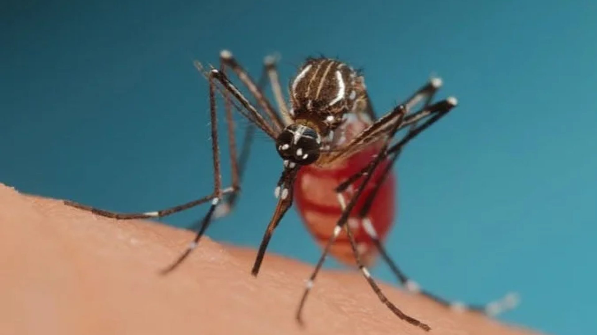 Dengue: território paulista encerrou 2025 com 881.280 diagnósticos confirmados e 1.122 mortes reconhecidas -  (crédito: Nicolas HENON - Flickr)