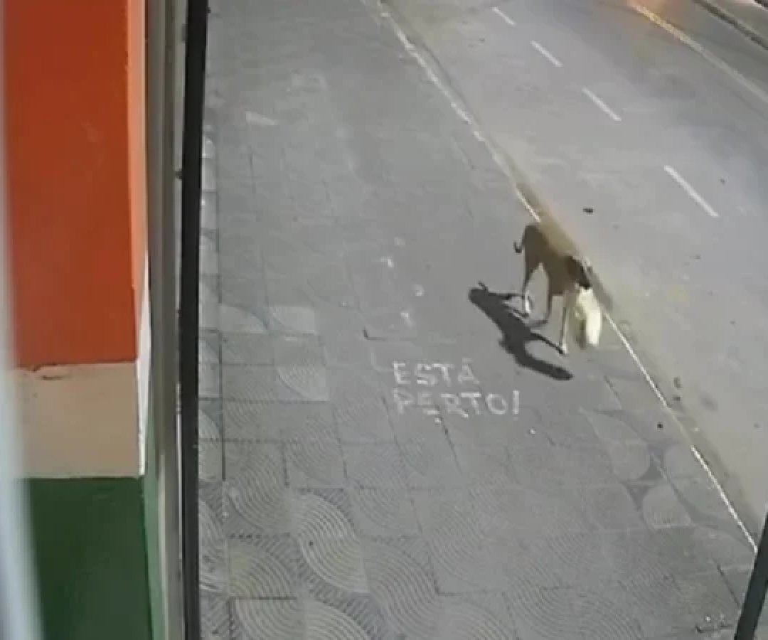 Durante o arrombamento da porta, o cachorro aparece e leva a sacola sem que os suspeitos percebam -  (crédito: Redes Sociais/Reprodução)