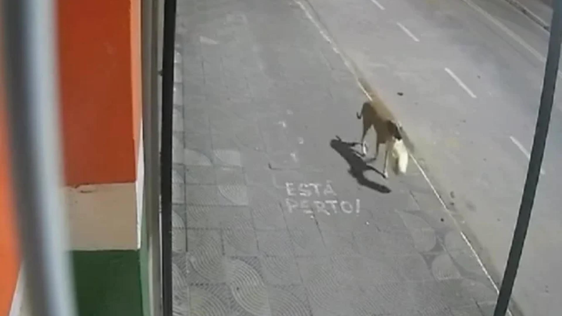 Durante o arrombamento da porta, o cachorro aparece e leva a sacola sem que os suspeitos percebam -  (crédito: Redes Sociais/Reprodução)
