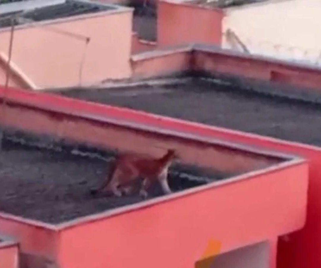 Fora do habitat habitual, o animal passou a transitar pela área urbana, possivelmente em busca de alimento -  (crédito: Crédito: CBMMG)