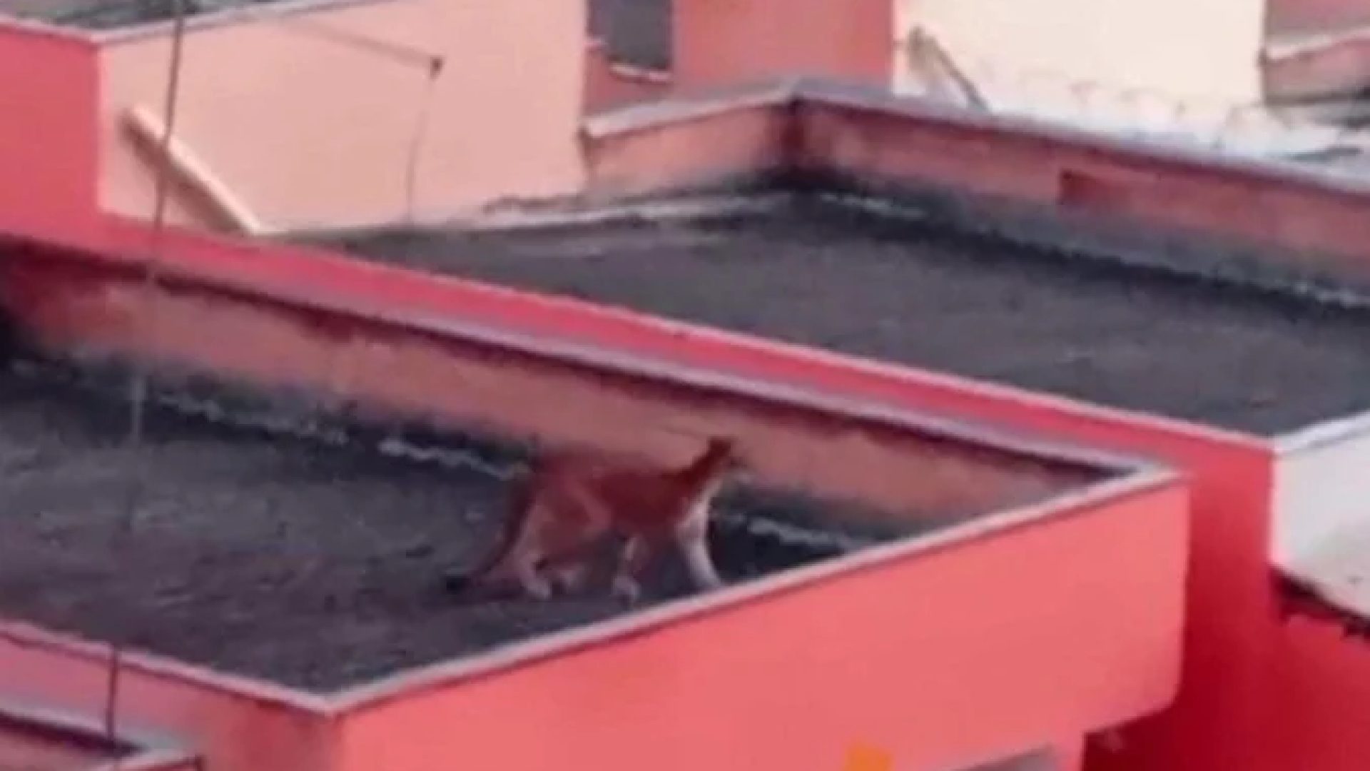 Fora do habitat habitual, o animal passou a transitar pela área urbana, possivelmente em busca de alimento -  (crédito: Crédito: CBMMG)