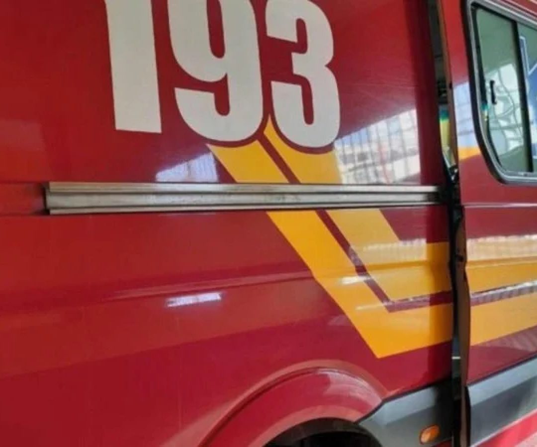 Uma jaguatirica que estava em uma propriedade rural em Bom Jesus do Amparo, na Regi&atilde;o Central do estado, foi capturada pelo Corpo de Bombeiros Militar de Minas Gerais (CBMMG) -  (crédito: Divulga&ccedil;&atilde;o/Corpo de Bombeiros)