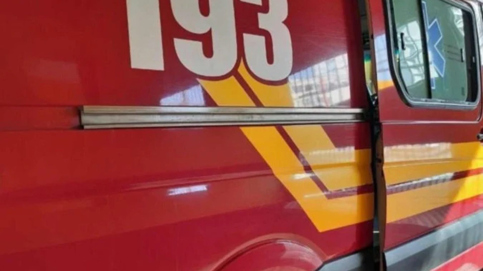 Uma jaguatirica que estava em uma propriedade rural em Bom Jesus do Amparo, na Regi&atilde;o Central do estado, foi capturada pelo Corpo de Bombeiros Militar de Minas Gerais (CBMMG) -  (crédito: Divulga&ccedil;&atilde;o/Corpo de Bombeiros)