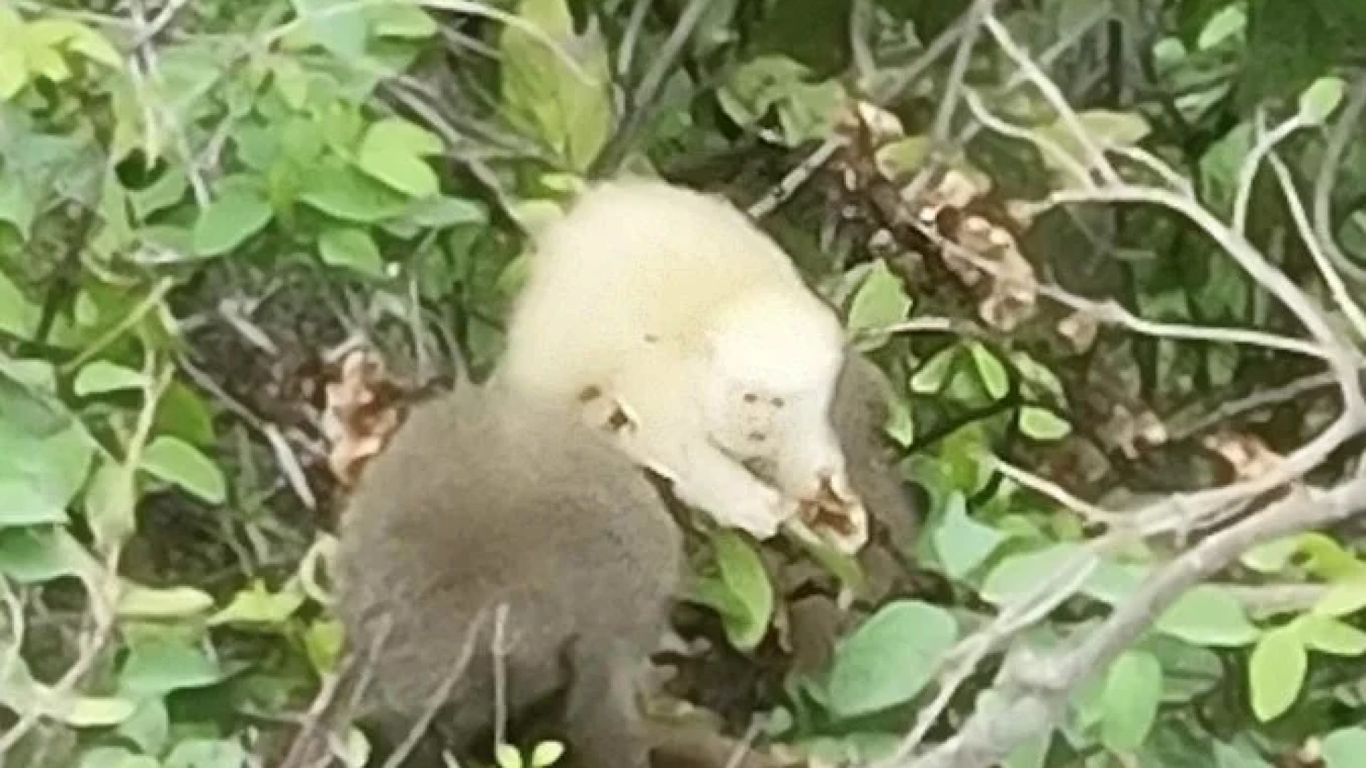 O que primeiro registro de sauá albino na Mata Atlântica representa para o meio ambiente -  (crédito: Stephen Nash/Primatas Perdidos)