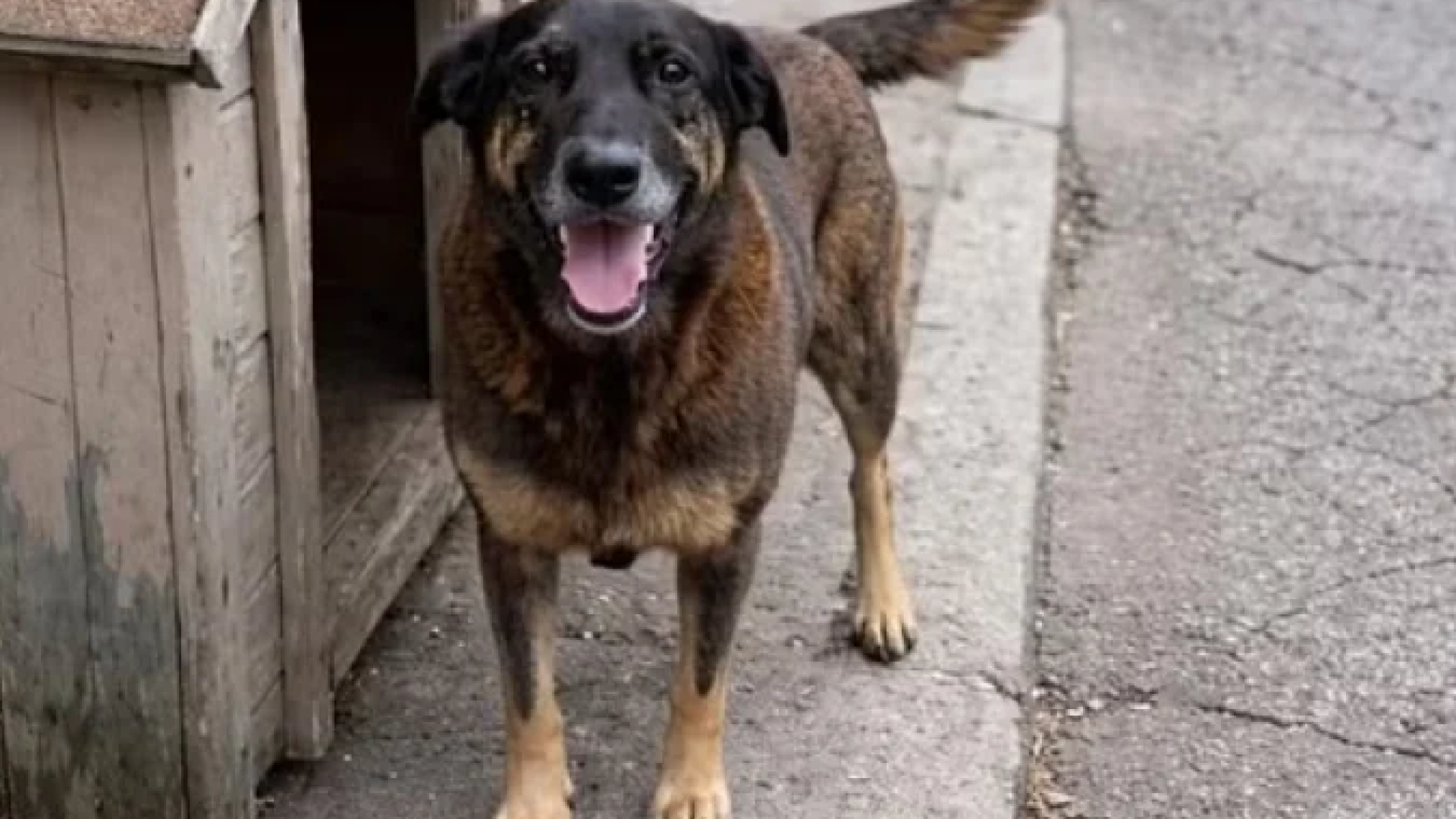 Por que MP descartou envolvimento de adolescentes em morte do cão Orelha e pediu arquivamento do caso -  (crédito: BBC Geral)