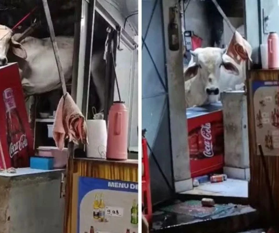 Vaca invade bar no Cear&aacute; -  (crédito: Reprodu&ccedil;&atilde;o / redes sociais)