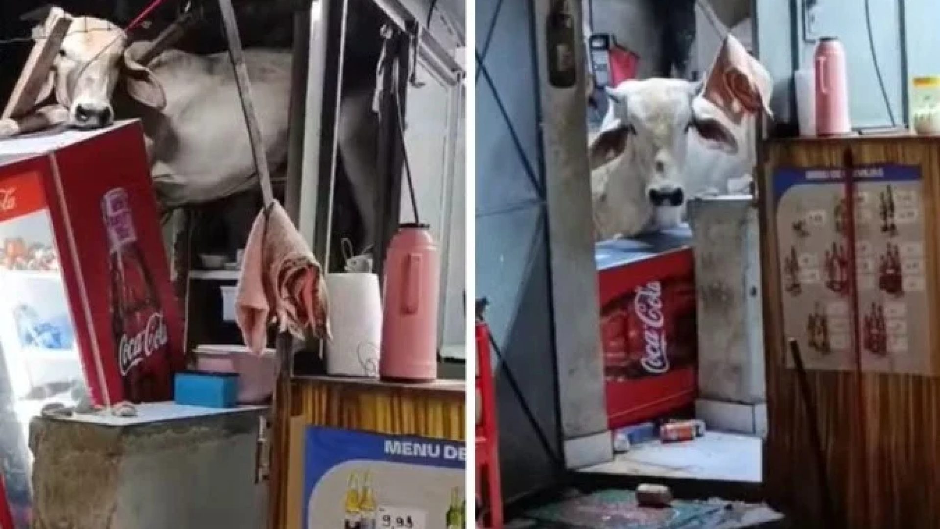Vaca invade bar no Cear&aacute; -  (crédito: Reprodu&ccedil;&atilde;o / redes sociais)