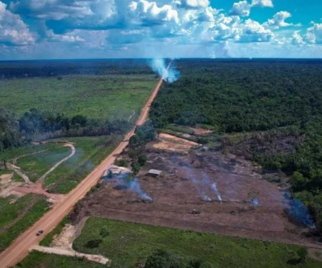 Desmatamento e outras intervenções na vida selvagem podem deflagrar zoonoses -  (crédito: Reprodução/INFO AMAZONIA)