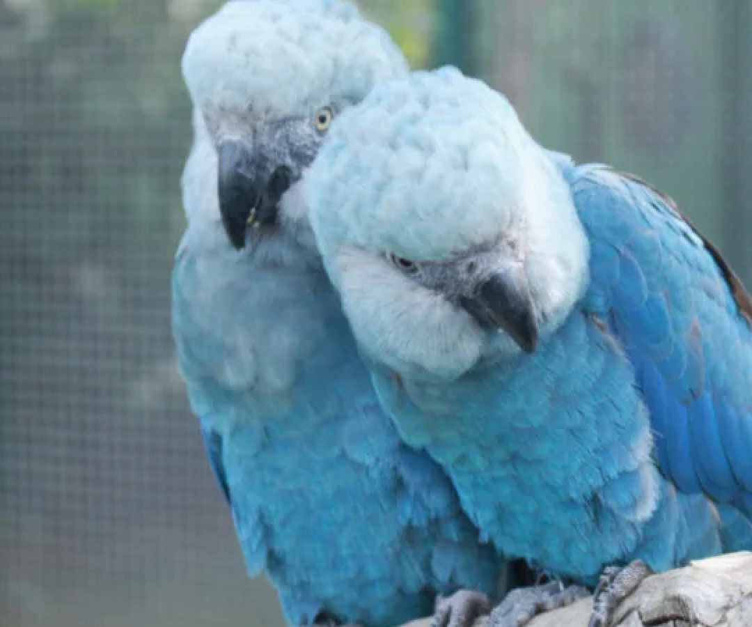 Como medida imediata, as aves infectadas serão separadas das não contaminadas, e novos protocolos de biossegurança serão implementados -  (crédito: Reprodução/ICMBio/Camile Lugarini)