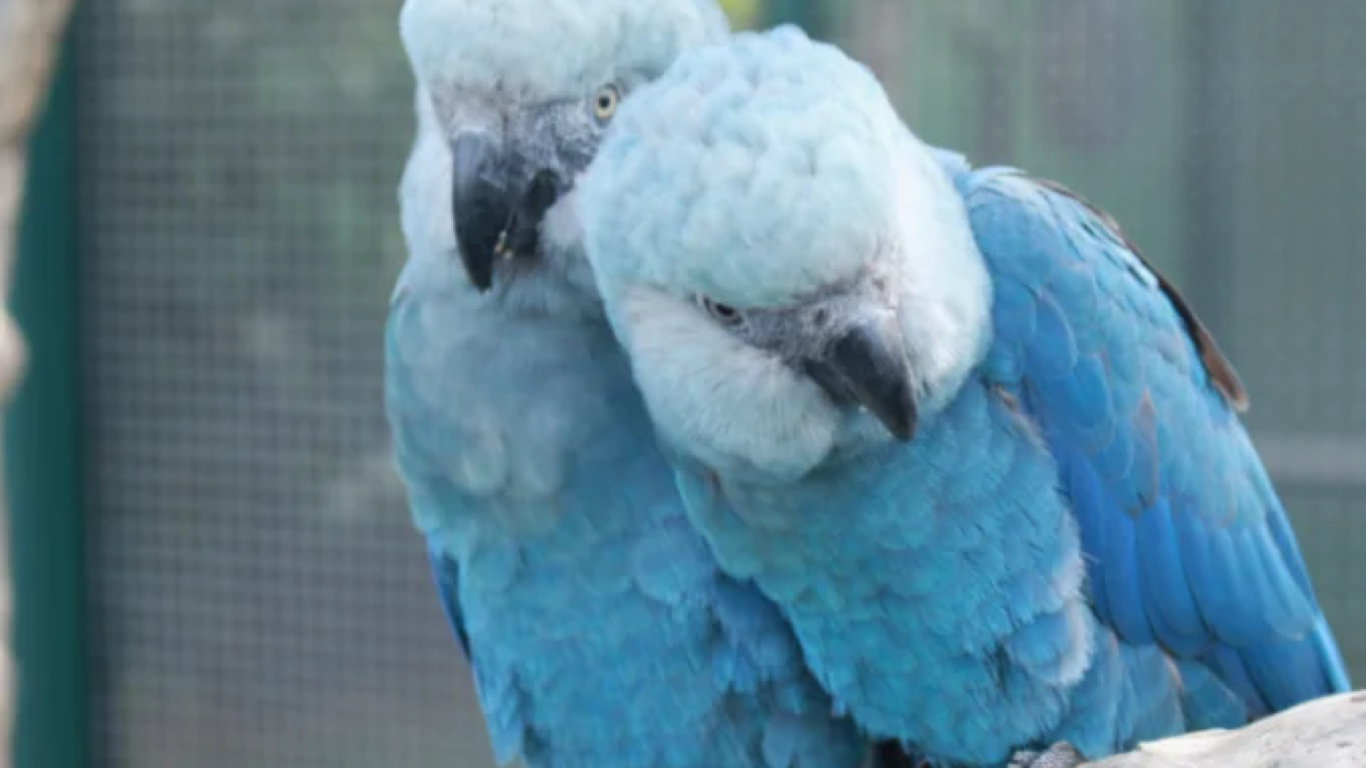 Como medida imediata, as aves infectadas serão separadas das não contaminadas, e novos protocolos de biossegurança serão implementados -  (crédito: Reprodução/ICMBio/Camile Lugarini)