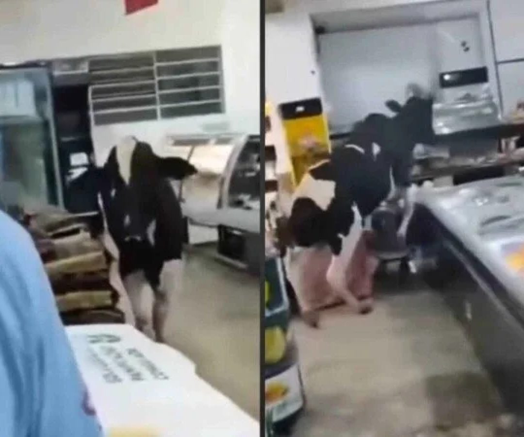 Vídeo: boi entra em supermercado e persegue açougueiro -  (crédito: Tupi)