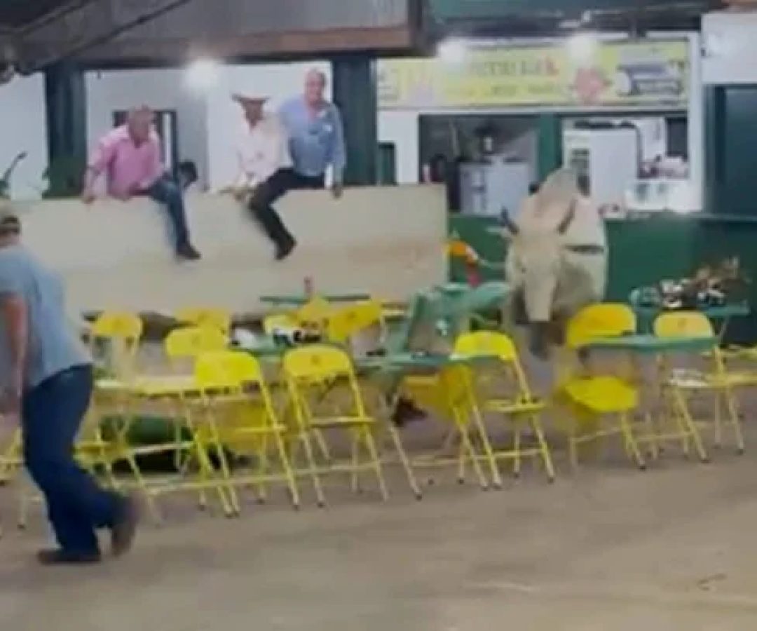 V&iacute;deo: boi pula cerca de leil&atilde;o em MG e provoca p&acirc;nico -  (crédito: Redes Sociais/Divulga&ccedil;&atilde;o)