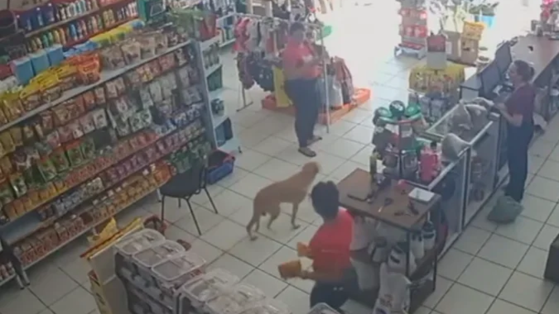 Caramelo invade pet shop e furta comida para gatos; veja -  (crédito: Cedido ao Correio)