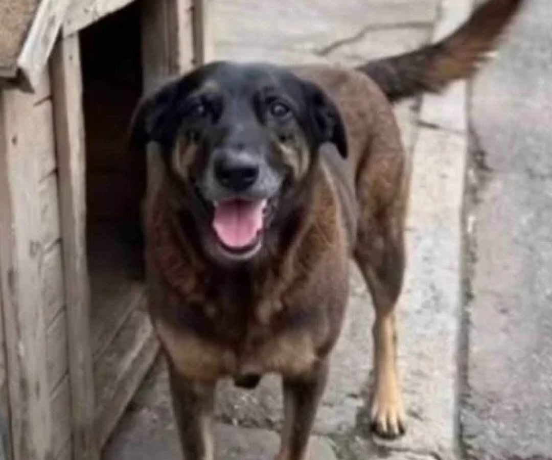 O laudo técnico não identificou fraturas nos ossos do animal -  (crédito: Divulgação/redes sociais)