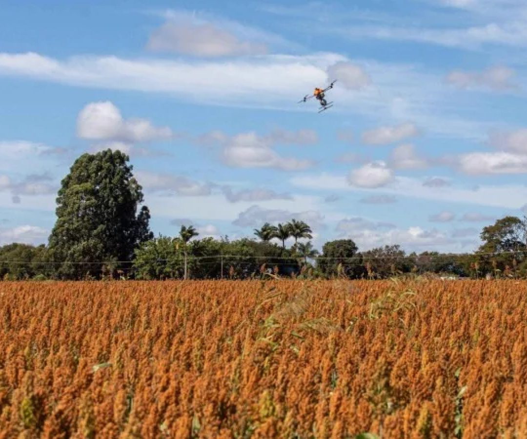 Campo. Bioinsumos. Área tratada -  (crédito: Divulgação/CropLife)