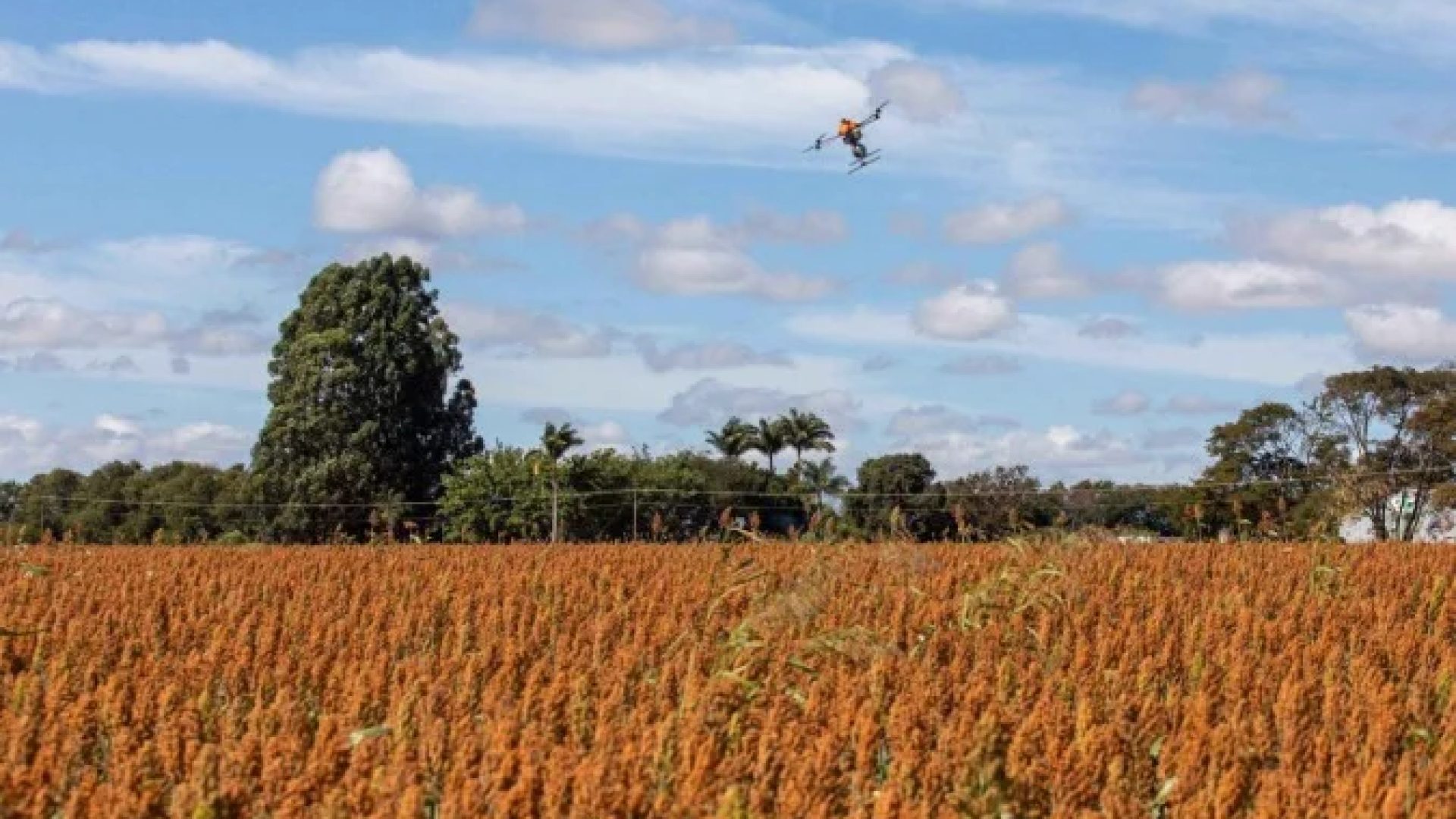 Campo. Bioinsumos. Área tratada -  (crédito: Divulgação/CropLife)