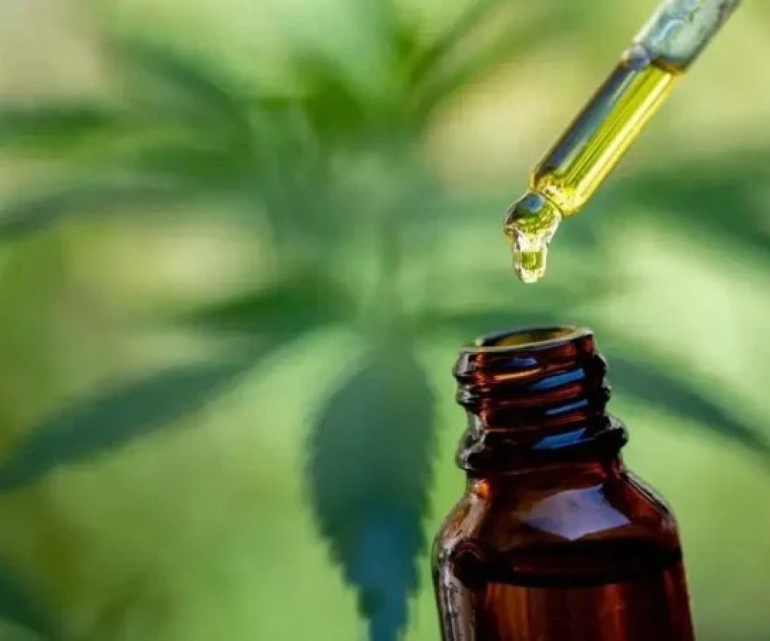 A proposta prevê critérios técnicos de qualidade, segurança sanitária e rastreabilidade da cannabis -  (crédito: Reprodução/Adobe stock)