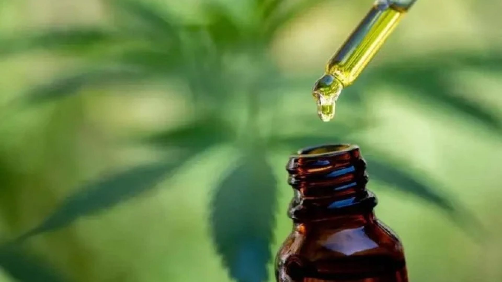 A proposta prevê critérios técnicos de qualidade, segurança sanitária e rastreabilidade da cannabis -  (crédito: Reprodução/Adobe stock)