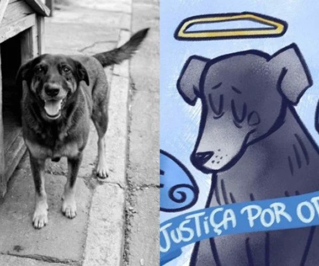 Orelha era um cão comunitário que precisou ser sacrificado pela gravidade dos ferimentos  -  (crédito: Reprodução/Redes sociais )