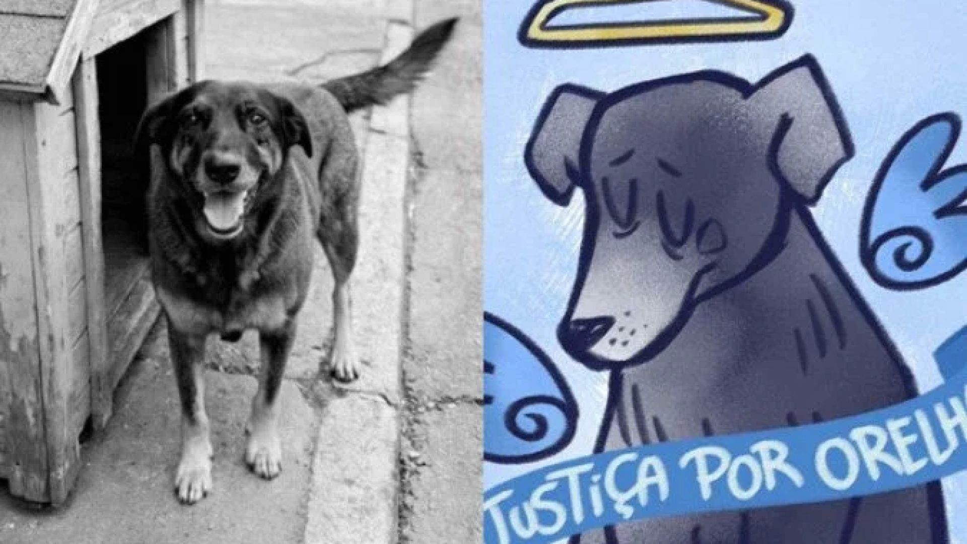 Orelha era um cão comunitário que precisou ser sacrificado pela gravidade dos ferimentos  -  (crédito: Reprodução/Redes sociais )