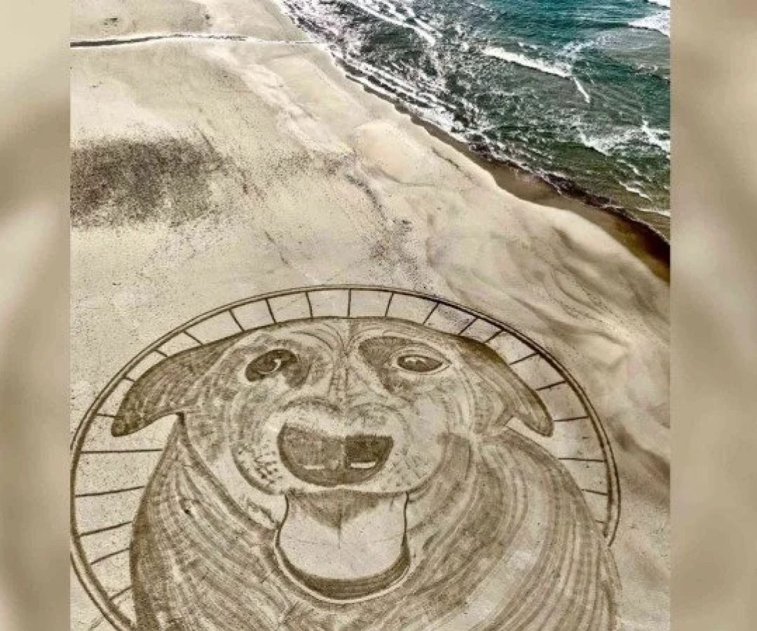 O artista Cleyton Balduíno fez um desenho em homenagem ao Cão Orelha, nas areias da praia da Galheta, em Florianópolis. A imagem possui cerca de 40m e demorou 2h para ficar pronta -  (crédito: Cleyton Balduíno/Reprodução)