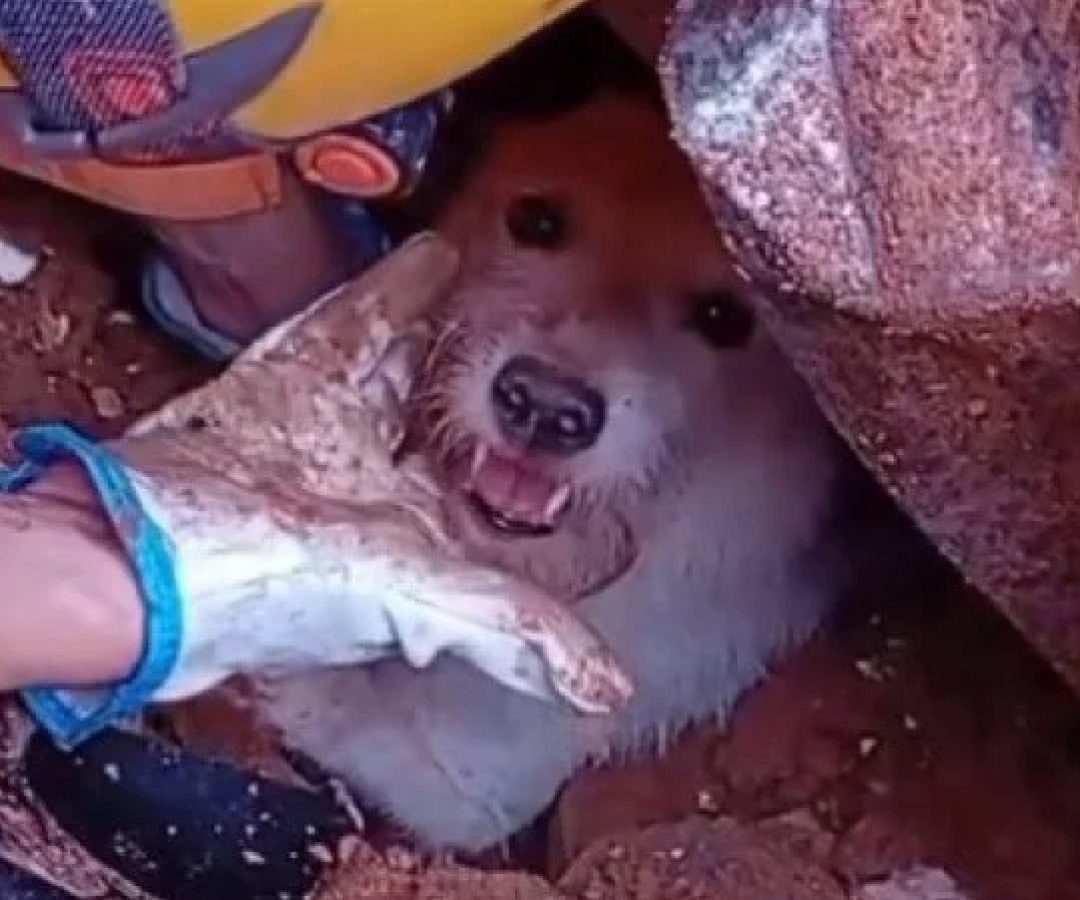 Pumba foi retirado dos escombros consciente -  (crédito: CBMG/Divulgação)