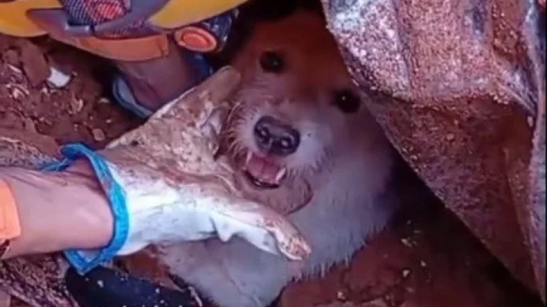 Pumba foi retirado dos escombros consciente -  (crédito: CBMG/Divulgação)