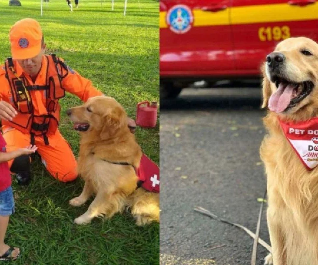 Thor doou sangue 14 vezes para o Hospital Veterinário de Uberaba, no Triângulo Mineiro -  (crédito: CBMMG/Divulgação)