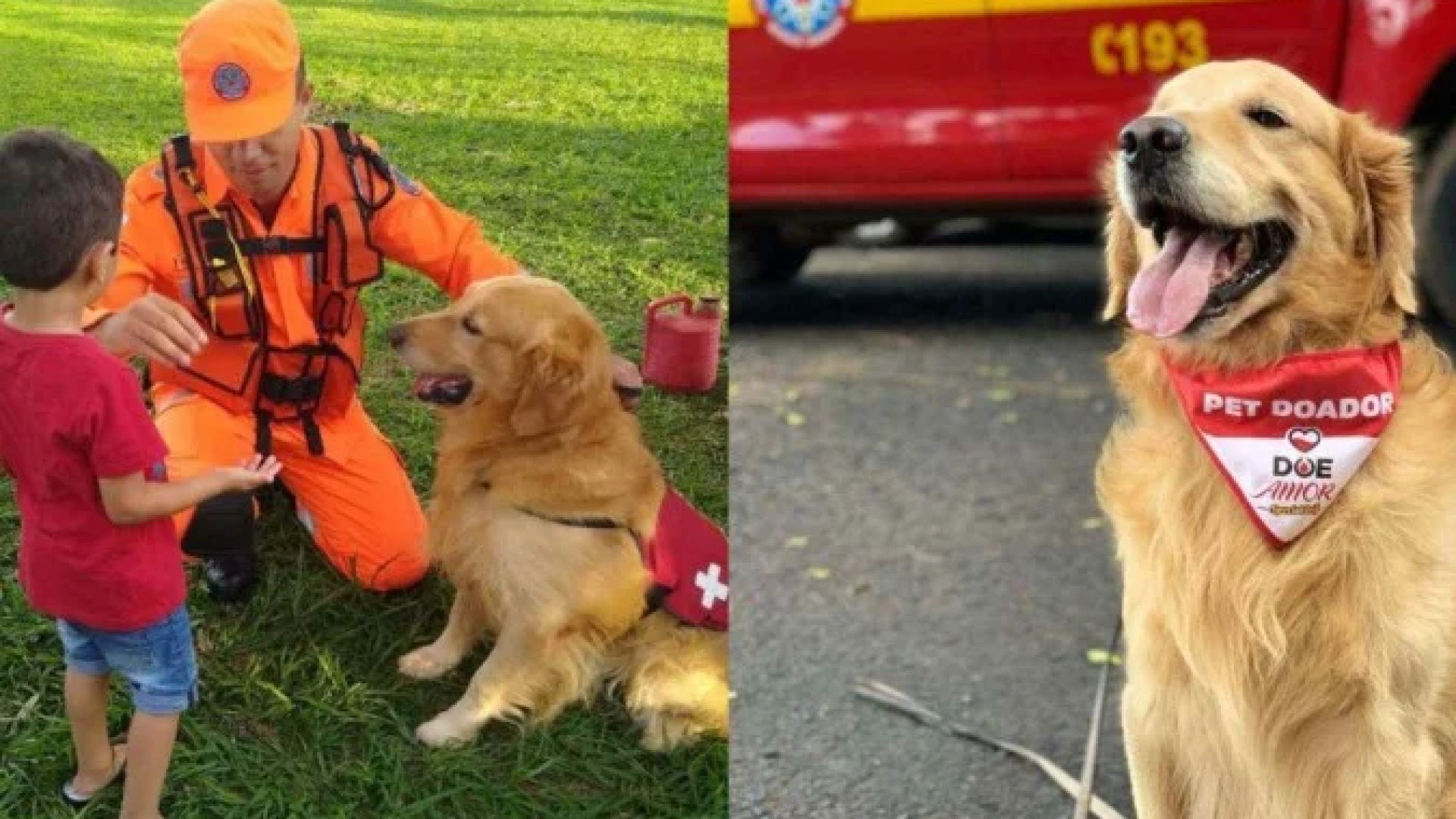 Thor doou sangue 14 vezes para o Hospital Veterinário de Uberaba, no Triângulo Mineiro -  (crédito: CBMMG/Divulgação)