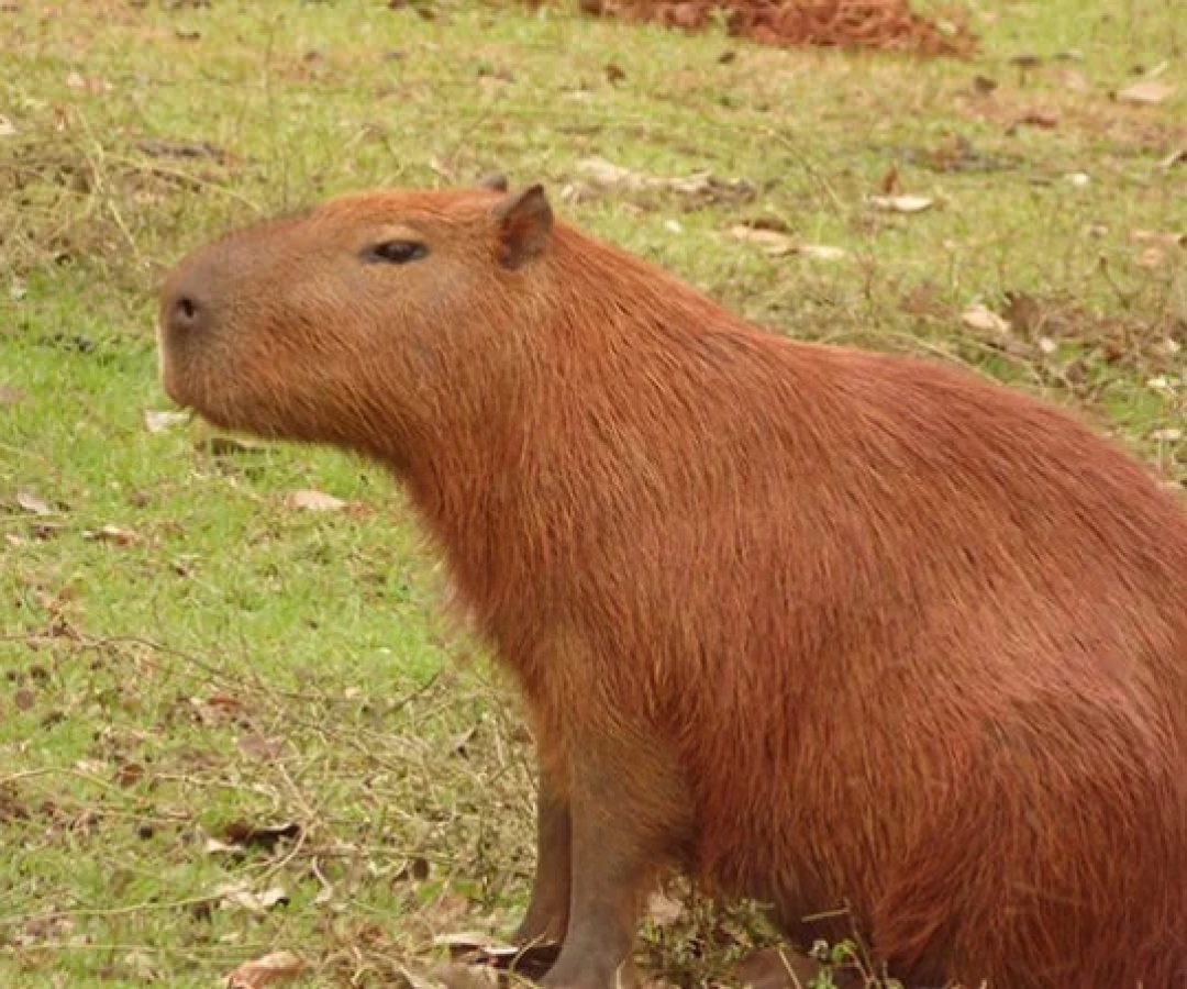 O animal foi resgatado e levado para atendimento com ferimentos graves. -  (crédito: Petyson Antonio / commons wikimedia)
